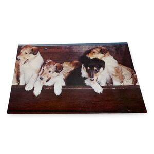 Vintage Mike‎ Roberts Collie Pups Postcard Herbert Lanks Kodachrome Unused 60s